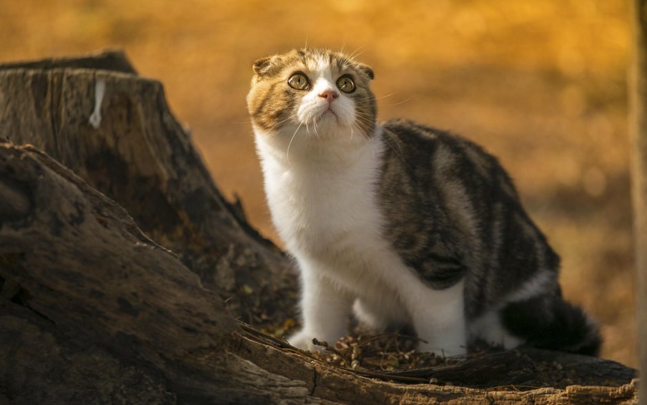 Шотландская вислоухая кошка