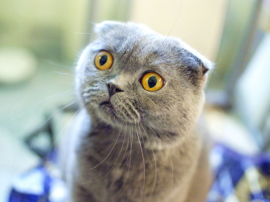 Шотландская вислоухая кошка