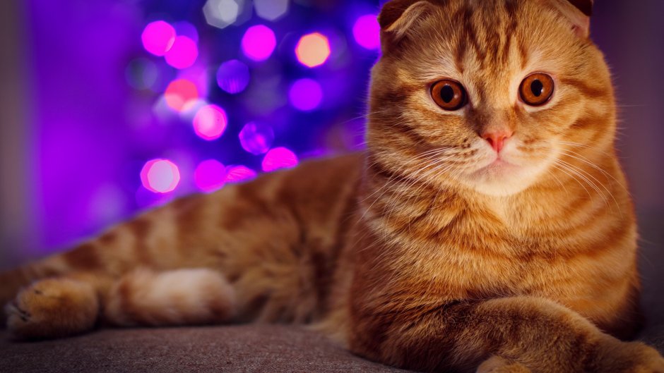 Шотландская вислоухая кошка рыжая