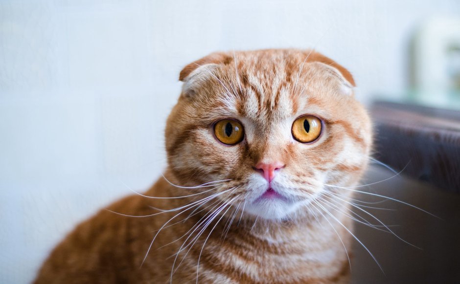 Скоттиш фолд кот бело серый
