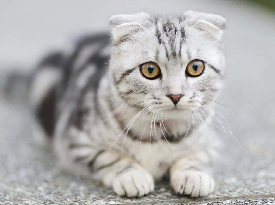 Скоттиш-фолд Шотландская