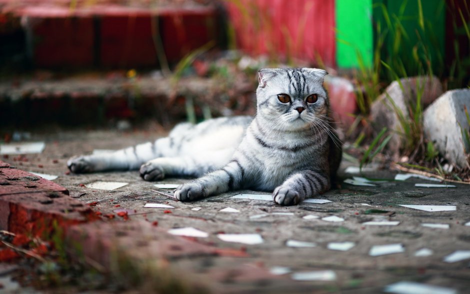Скоттиш фолд Сильвер табби