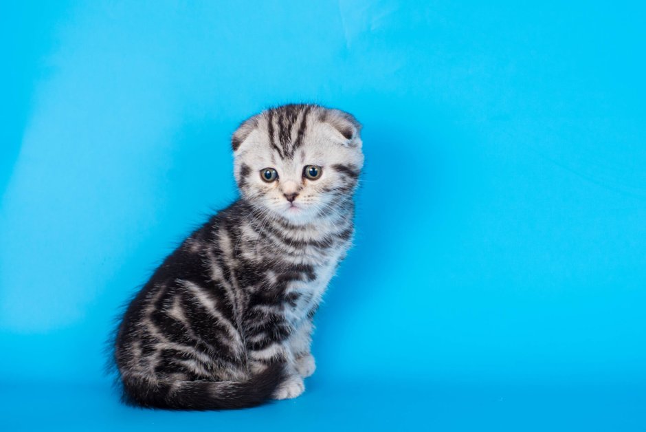 Британский вислоухий кот лежит