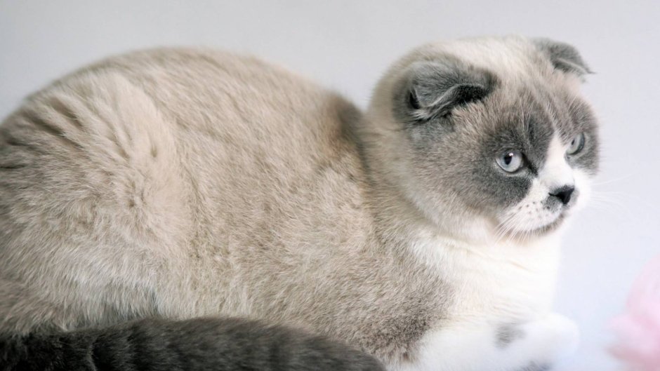 Сиамская вислоухая кошка