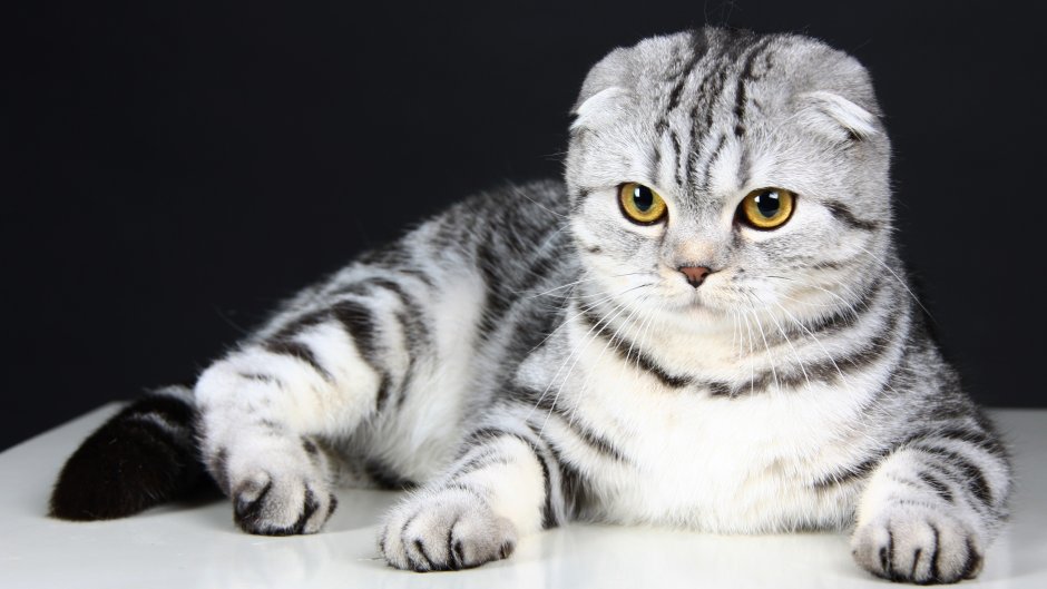 Шотландская вислоухая кошка