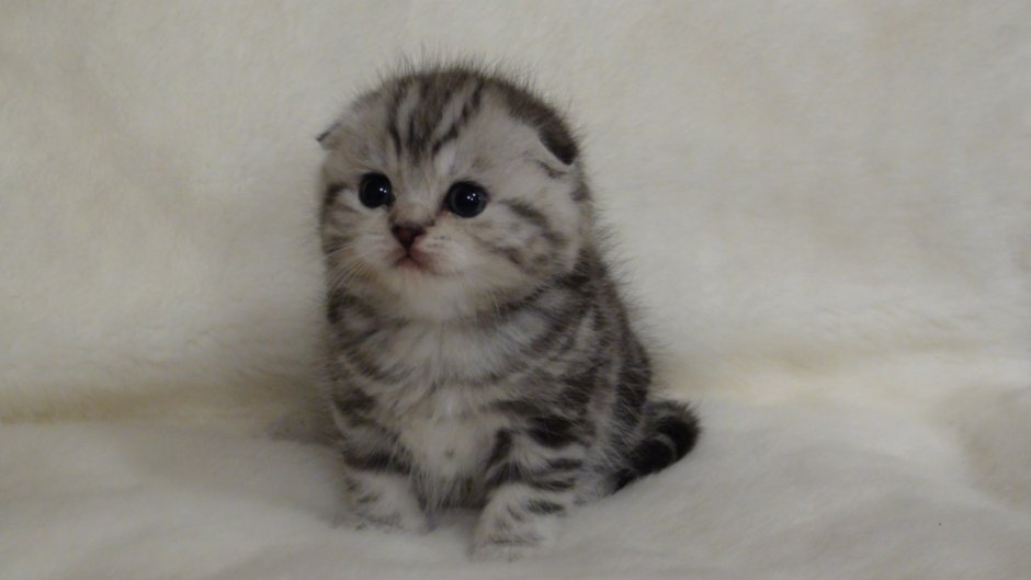 Шотландская вислоухая кошка