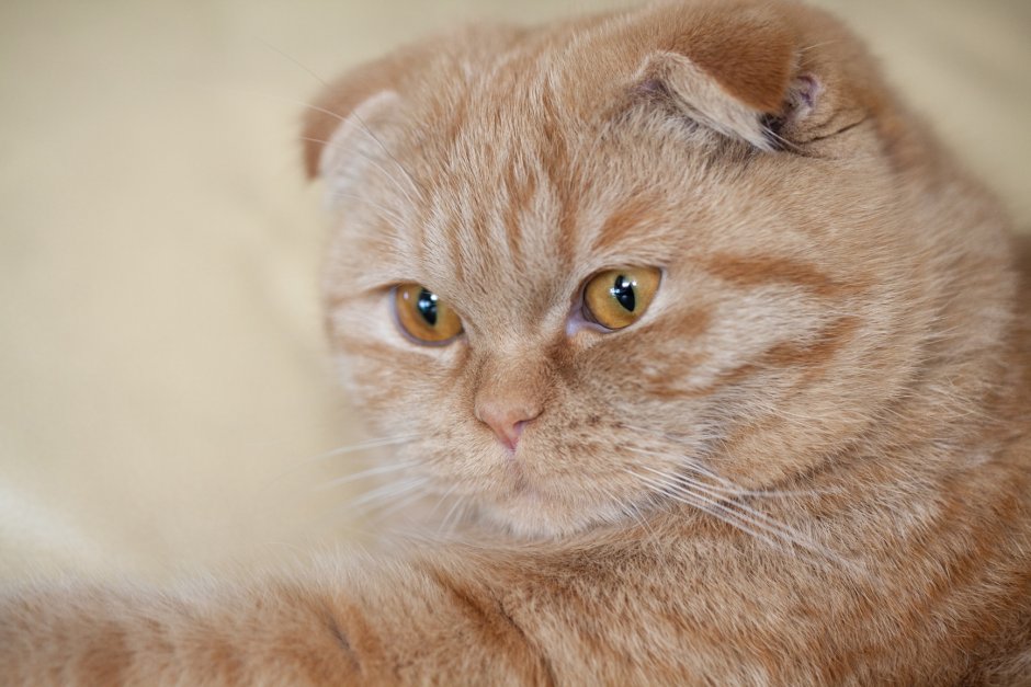Шотландский вислоухий кот полосатый