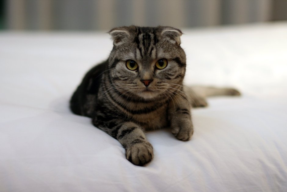 Шотландская вислоухая кошка