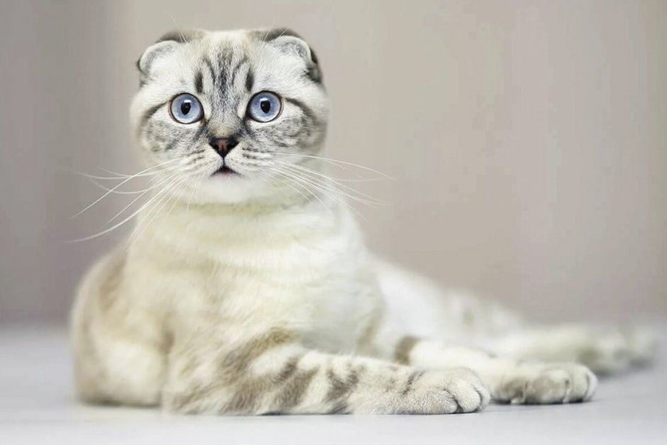 Скоттиш фолд Хосико