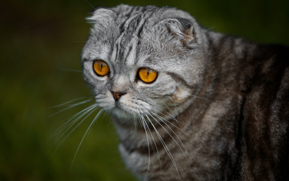 Шотландская вислоухая кошка морда