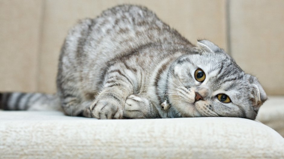 Исландская вислоухая кошка