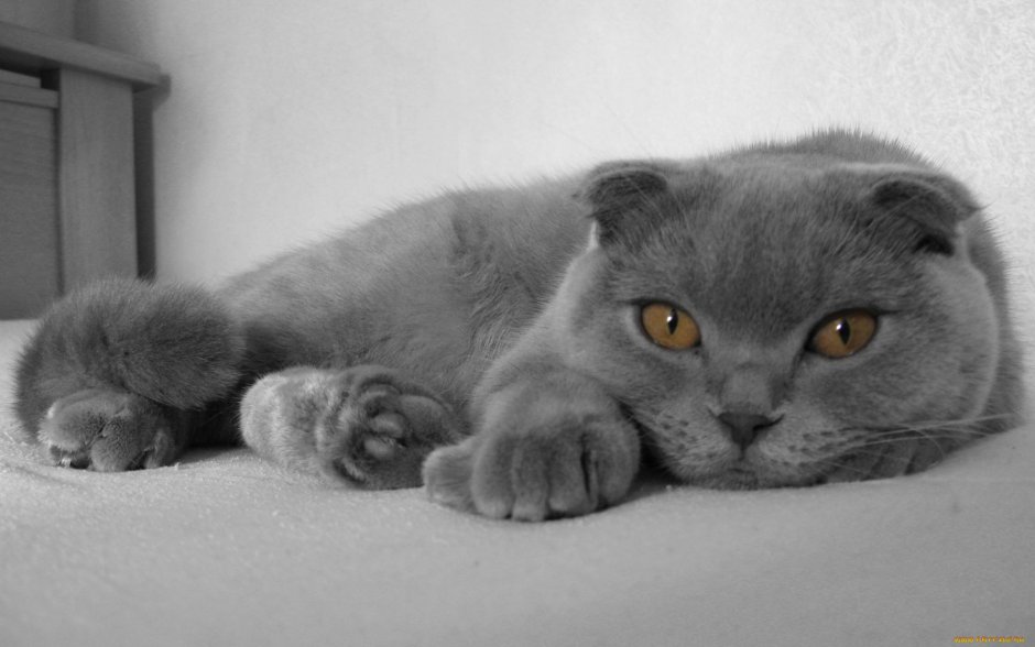 Вислоухий шотландский кот Васька