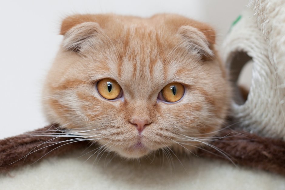 Шотландская вислоухая кошка