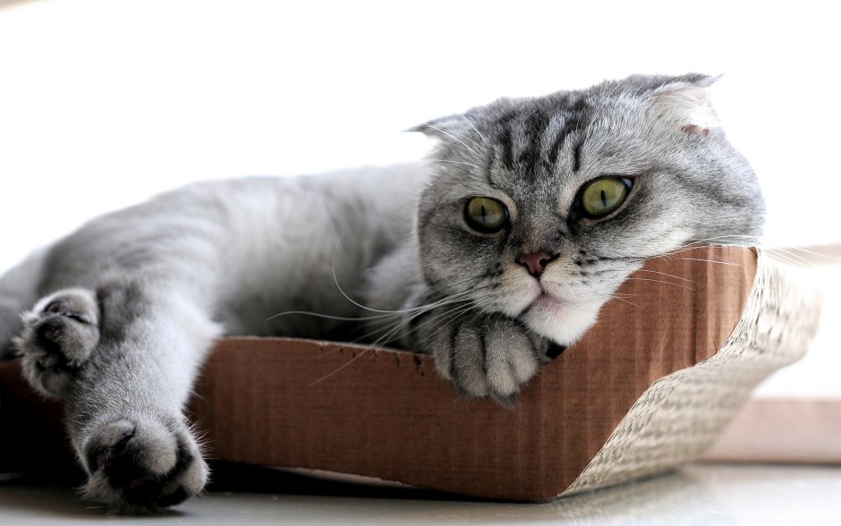 Скоттиш фолд