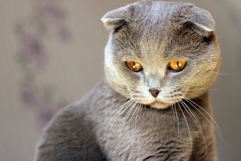 Шотландская кошка скоттиш фолд