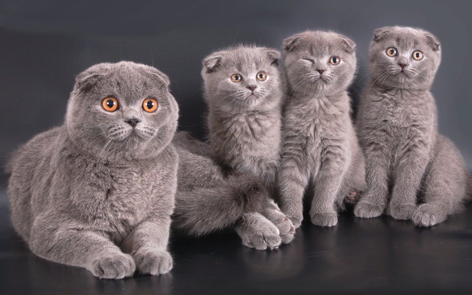 Шотландская вислоухая кошка зеленоглазая