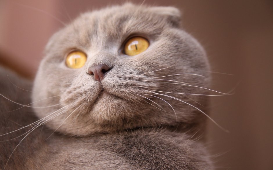 Шотландская вислоухая кошка