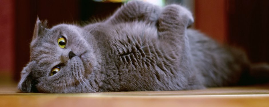 Шотландская вислоухая кошка серая
