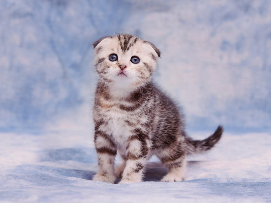 Чистокровные скоттиш фолд котята