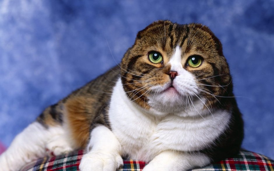 Коты Шотландские вислоухие скоттиш фолд