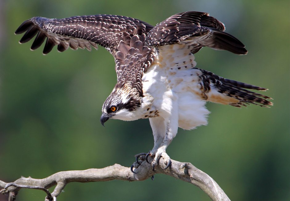 Скопа (Pandion haliaetus l.)