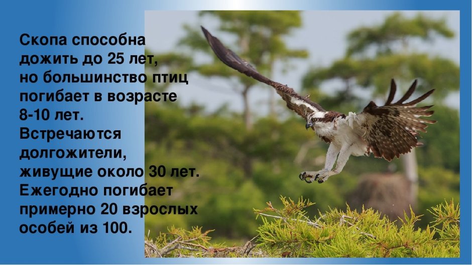 Птица 2018 года в России
