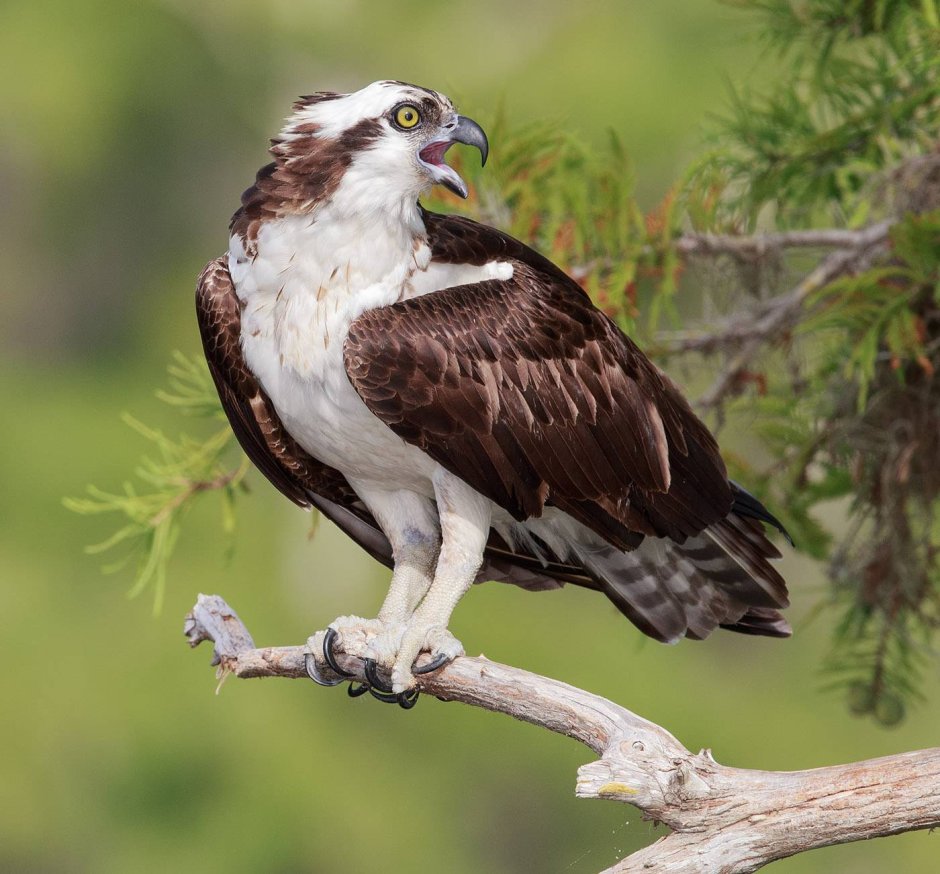 Скопа (Pandion haliaetus)