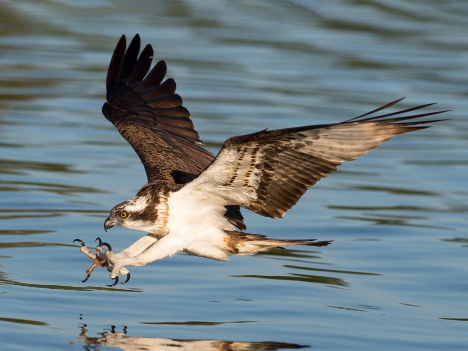 Скопа и Osprey