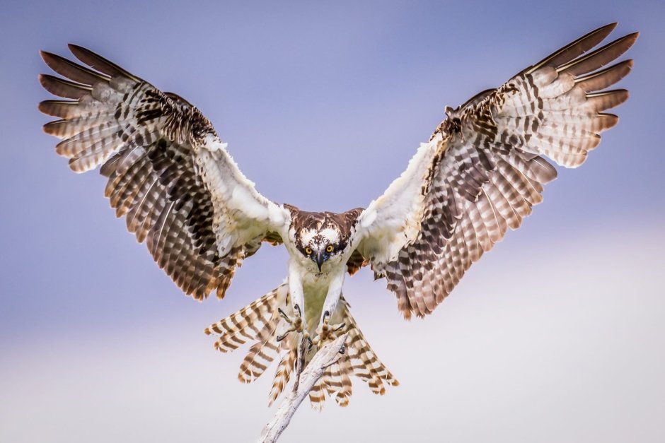 Pandion haliaetus
