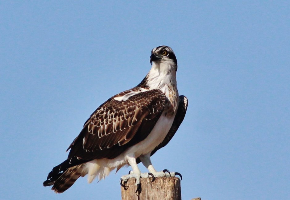 Скопа (Pandion haliaetus)