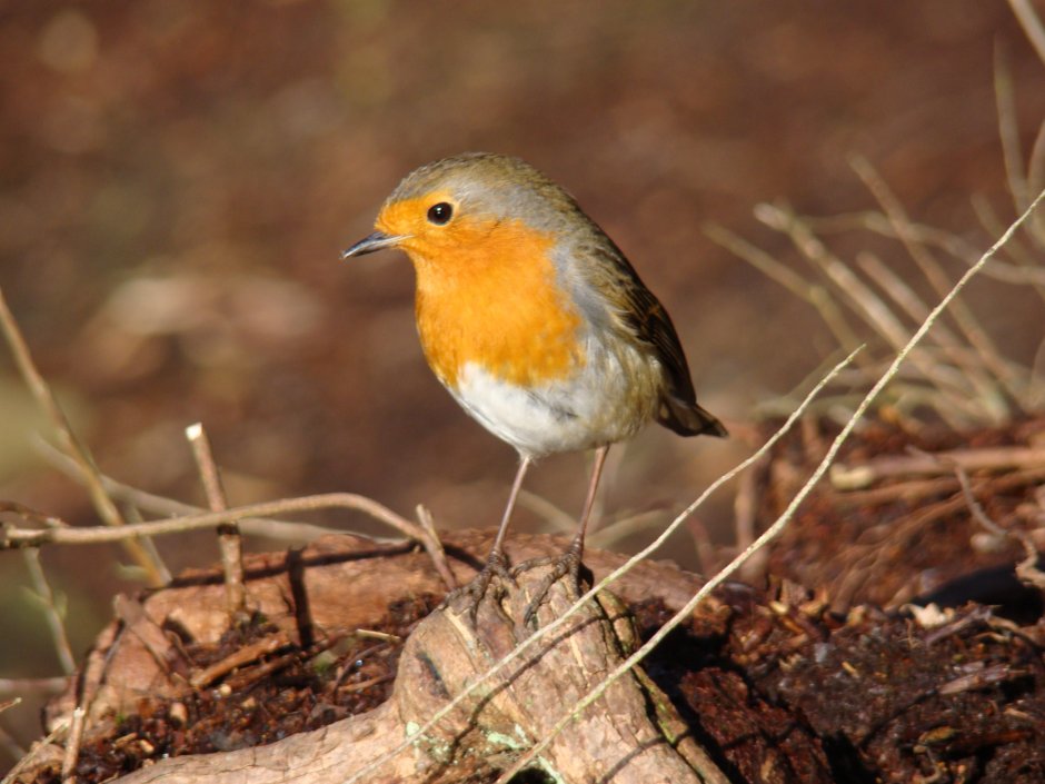 Robin Redbreast птица