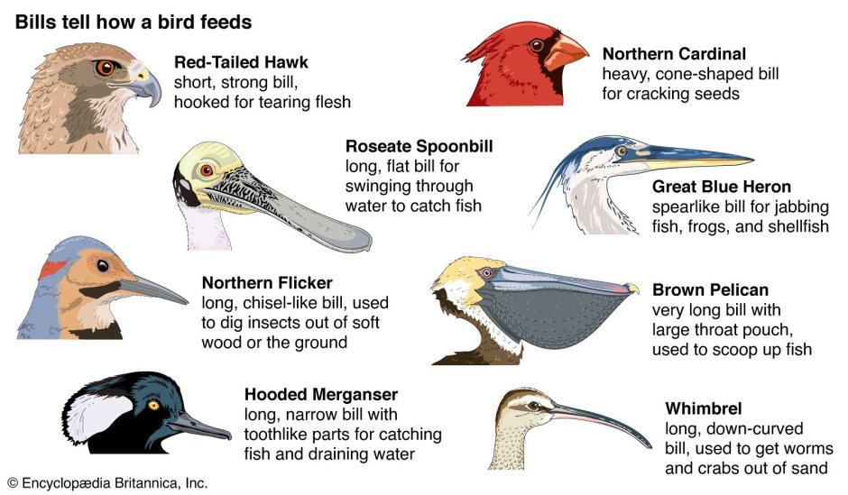 Beak англ
