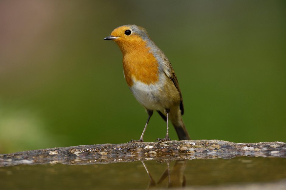 Interesting Birds