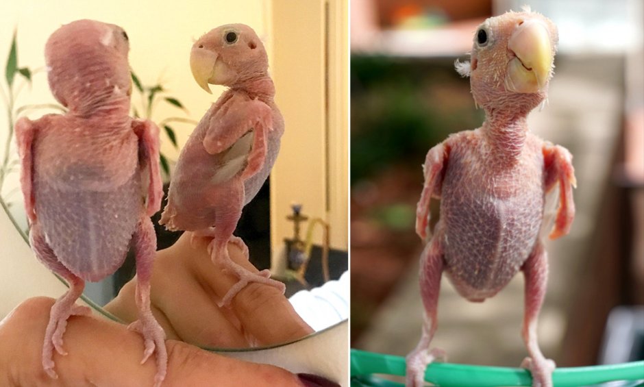 Попугай и курица