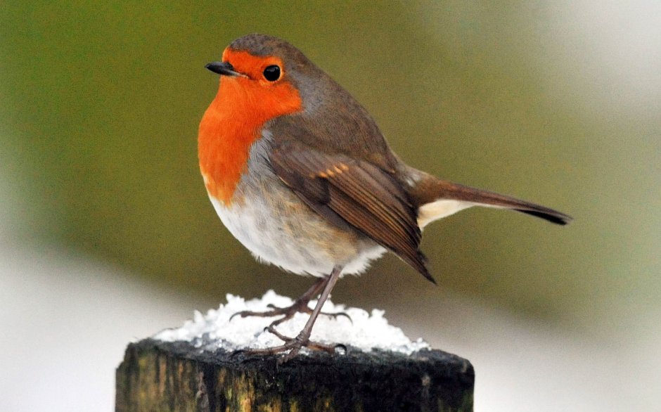 A Robin Малиновка
