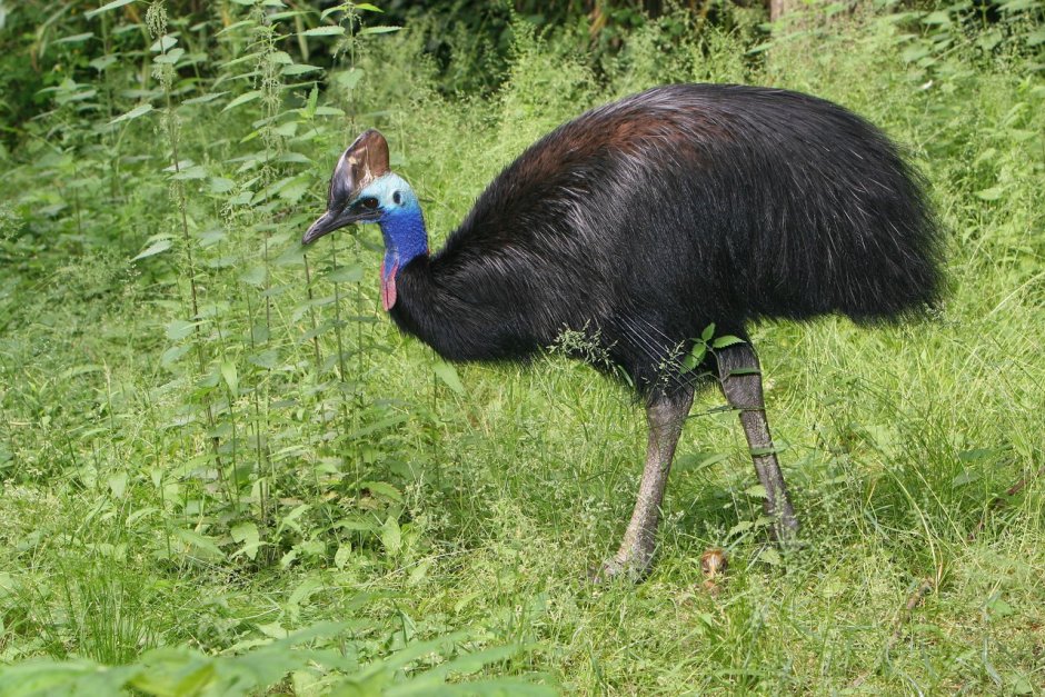 Шлемоносный казуар (casuarius casuarius);