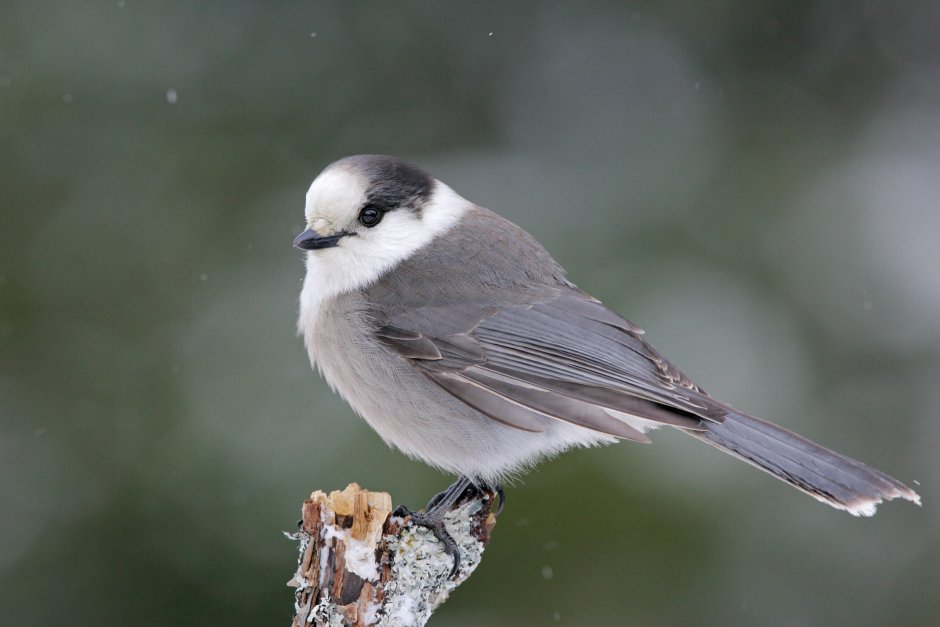 Мухоловка серая – Muscicapa striata (Pallas, 1764)