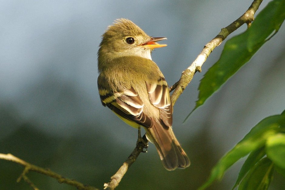 Серый Дрозд (Grey Catbird)