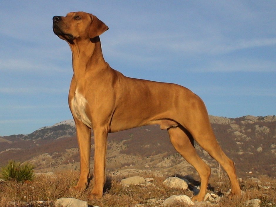 Реденезий риджбек