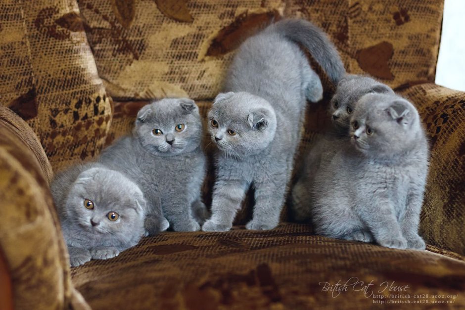 Шотландские вислоухие коты