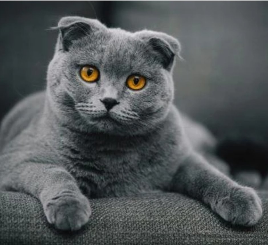 Кот британец вислоухий серый