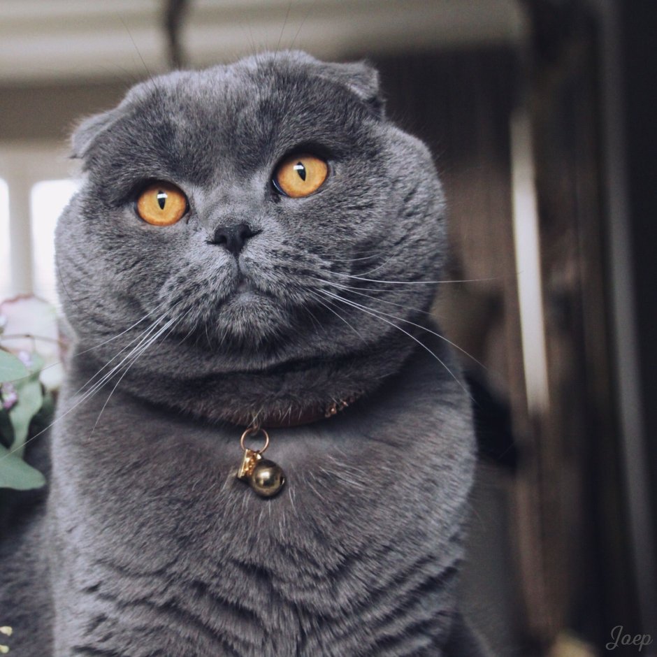Скоттиш фолд серо белый