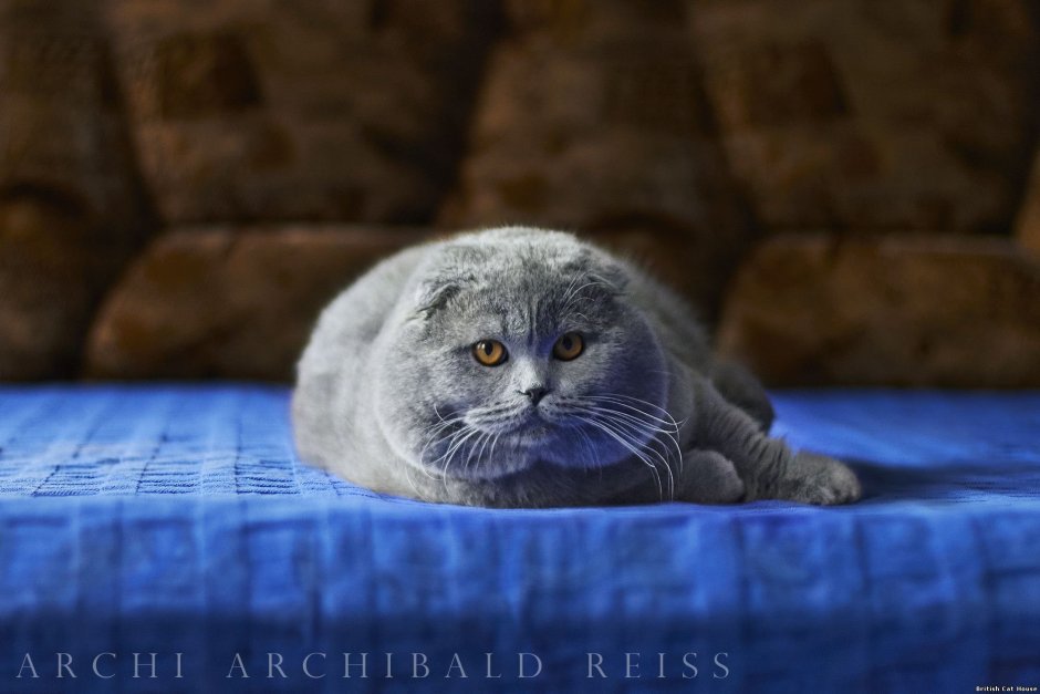 Шотландская вислоухая кошка