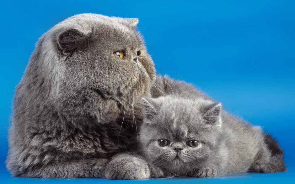 Британская вислоухая кошка