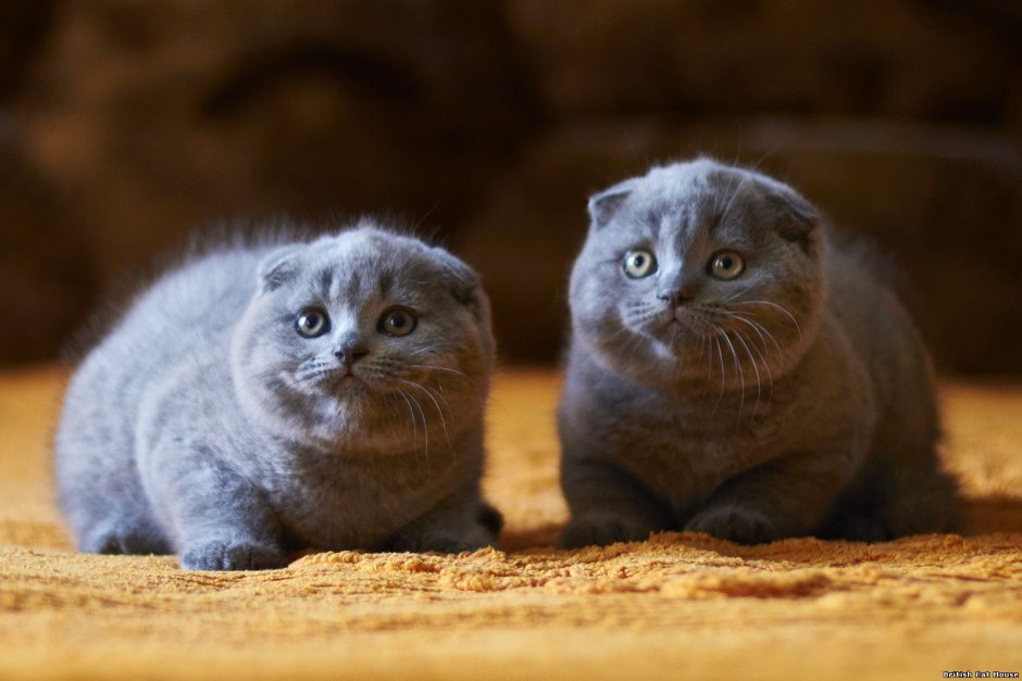 Шотландский вислоухий кот