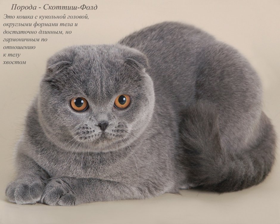 Британские вислоухие котята