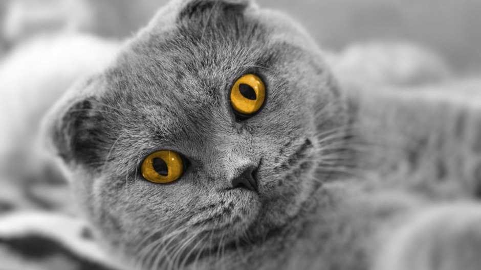 Шотландская вислоухая кошка