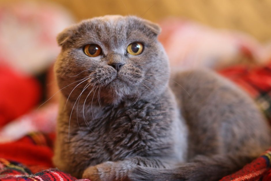 Бешеный вислоухий кот