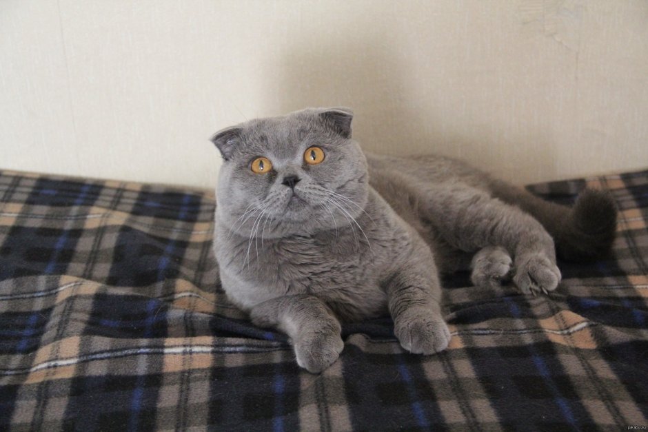 Упитанный скоттиш фолд