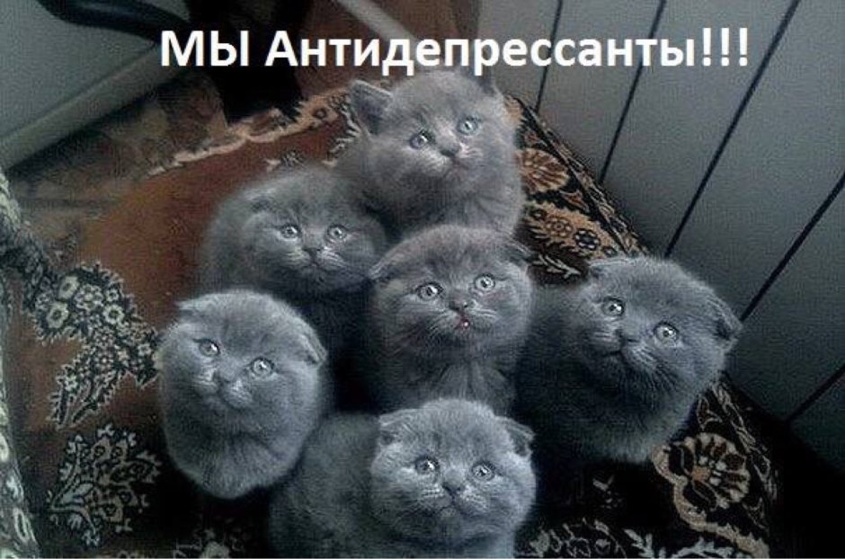 Шотландская вислоухая кошка серая